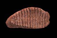 Molaire de Mammouth (Mammuthus sp., Pléistocène inférieur) 